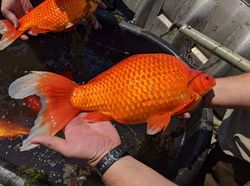 Wujud Ikan Mas Raksasa yang Dianggap Hama