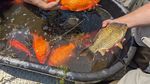 Foto: Wujud Ikan Berukuran Jumbo di Danau Minnesota