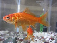 Ikan Mas Raksasa