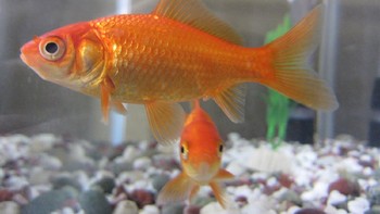 Padahal ikan mas yang dipelihara di akuarium rumah biasanya tumbuh hanya hingga sekitar 5,1 cm. Akan tetapi di alam liar, mereka bisa tumbuh amat besar. Foto: Twitter