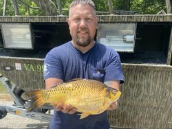 Wujud Ikan Mas Raksasa yang Dianggap Hama