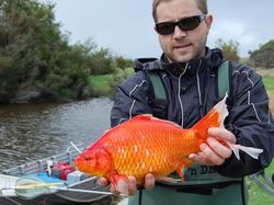 Wujud Ikan Mas Raksasa yang Dianggap Hama