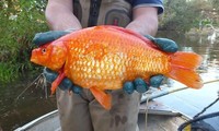 Ikan Mas Raksasa