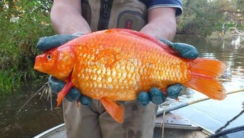 Kami mendapatkan laporan dari warga tentang beberapa kelompok ikan mas besar. Sebagian melihatnya dari kapal, Caleb Ashling, pakar lingkungan kota itu. Foto: Twitter