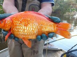 Wujud Ikan Mas Raksasa yang Dianggap Hama