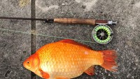 Minnesota jadi satu dari beberapa negara bagian yang memperingatkan untuk tidak membuang ikan mas  (Twitter)