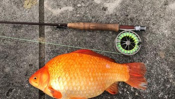 Kasus ini terjadi di Burnsville, Minnesota, Amerika Serikat, tepatnya di Danau Keller. Otoritas di sana menyatakan beberapa ikan mas raksasa ditemukan di danau tersebut. Disebut raksasa karena tidak seperti saat dipelihara di akuarium atau semacamnya, ikan mas ini dapat tumbuh sampai 38 centimeter. Selain di Minnesota, ada laporan kasus sejenis di Amerika Serikat. Foto: Twitter