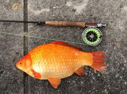 Wujud Ikan Mas Raksasa yang Dianggap Hama