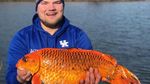 Foto: Wujud Ikan Berukuran Jumbo di Danau Minnesota