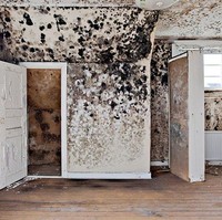 Foto rumah dijual ini sungguh membuat calon pembeli mengurungkan niat membeli. Bak melihat virus di dinding rumah. Foto: Dok. terriblerealestateagentphotos