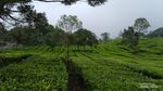 Situ Patenggang Bandung yang Bikin Rileks Mata