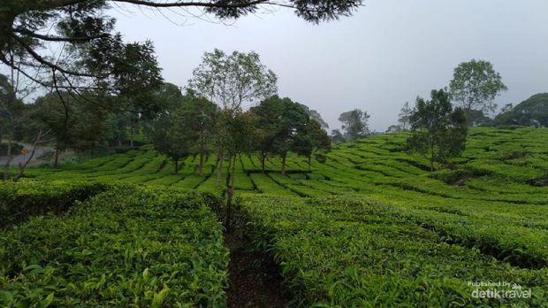 Hamparan kebun teh yang luas disekitar danau