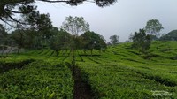 Keindahan hamparan kebun teh tak kalah dari pesona danaunya.