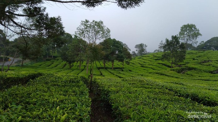 Keindahan hamparan kebun teh tak kalah dari pesona danaunya.