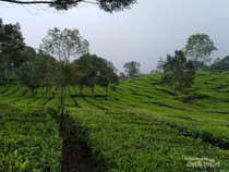Komitmen Pemberdayaan Petani Perempuan di Perkebunan Teh Bandung