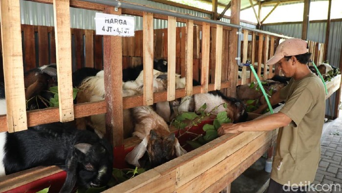 minimarket kambing