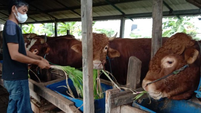 penjual hewan kurban jelang idul adha sambat sepi