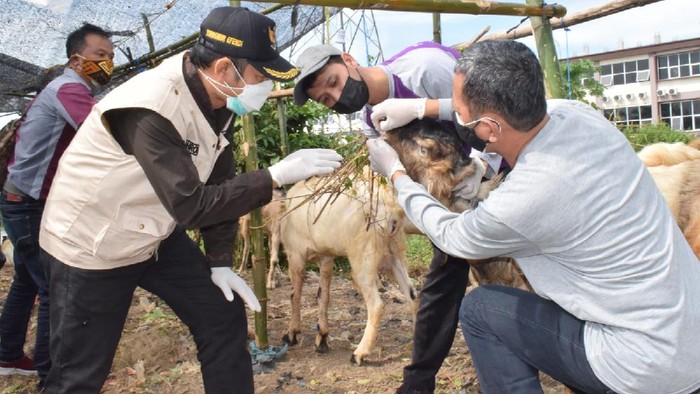 Penjualan Hewan Kurban Di Lamongan Meningkat Di Tengah PPKM Darurat
