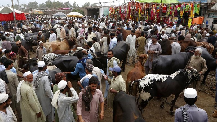 Sibuknya Pasar Hewan Kurban Pakistan Kala Pandemi People bargain with vendors to buy animals for the upcoming Muslim Eid al-Adha or Feast of Sacrifice holiday, at a cattle market in Peshawar, Pakistan, Thursday, July 15, 2021. Eid al-Adha, the most important Islamic holiday, marks the willingness of the Prophet Ibrahim, Abraham to Christians and Jews, to sacrifice his son. During the holiday, which in most places lasts four days, Muslims slaughter sheep or cattle, distribute part of the meat to the poor and eat the rest. (AP Photo/Muhammad Sajjad)