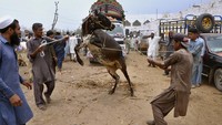 Idul Adha dirayakan dengan menyembelih hewan kurban seperti sapi, kerbau, kambing, domba, atau unta. 