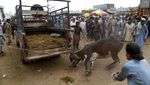 Sibuknya Pasar Hewan Kurban di Pakistan Kala Pandemi