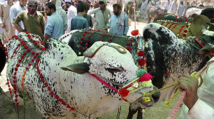 Sibuknya Pasar Hewan Kurban Pakistan Kala Pandemi People bargain with vendors to buy animals for the upcoming Muslim Eid al-Adha or Feast of Sacrifice holiday, at a cattle market in Peshawar, Pakistan, Thursday, July 15, 2021. Eid al-Adha, the most important Islamic holiday, marks the willingness of the Prophet Ibrahim, Abraham to Christians and Jews, to sacrifice his son. During the holiday, which in most places lasts four days, Muslims slaughter sheep or cattle, distribute part of the meat to the poor and eat the rest. (AP Photo/Muhammad Sajjad)
