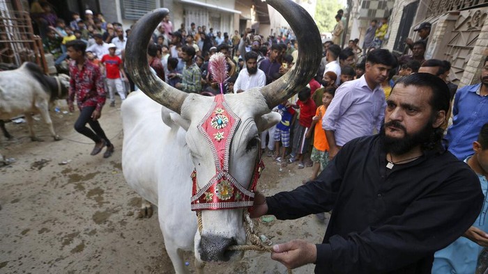 Sibuknya Pasar Hewan Kurban Pakistan Kala Pandemi People bargain with vendors to buy animals for the upcoming Muslim Eid al-Adha or Feast of Sacrifice holiday, at a cattle market in Peshawar, Pakistan, Thursday, July 15, 2021. Eid al-Adha, the most important Islamic holiday, marks the willingness of the Prophet Ibrahim, Abraham to Christians and Jews, to sacrifice his son. During the holiday, which in most places lasts four days, Muslims slaughter sheep or cattle, distribute part of the meat to the poor and eat the rest. (AP Photo/Muhammad Sajjad)