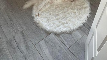 Kucing ini menyatu dengan keset. Foto: dok reddit.com/confusing_perspective