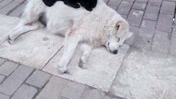 Warna hitam di atas anjing ini adalah bulunya atau seekor kucing? Foto: dok reddit.com/confusing_perspective