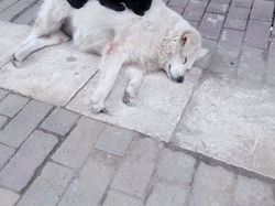 Awas! Foto Ini Mengecoh Mata, Bikin Penasaran