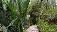 Jalan menyusuri hutan bakau terbuat dari bambu dan kayu