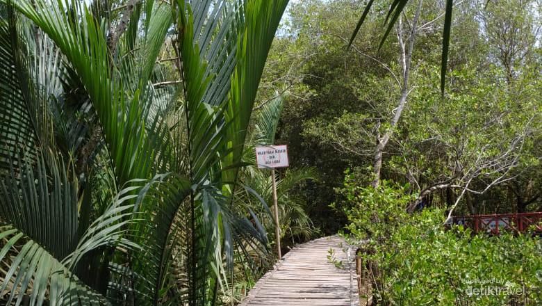 Kulon Progo Jadi Tempat Konservasi Mangrove Pertama di Jogja Mangrove Kulon Progo cocok buat kamu yang ingin santai menikmati alam sambil berfoto