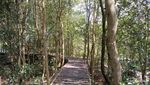 Potret Mangrove Kulon Progo, Pesona Hutan Bakau Seluas 3 Hektar Lebih
