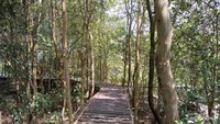 Mangrove Kulon Progo selain jadi tempat wisata juga menjadi tempat edukasi bagi masyarakat