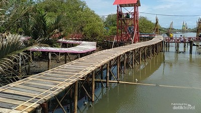 Potret Mangrove Kulon Progo, Pesona Hutan Bakau Seluas 3 Hektar Lebih