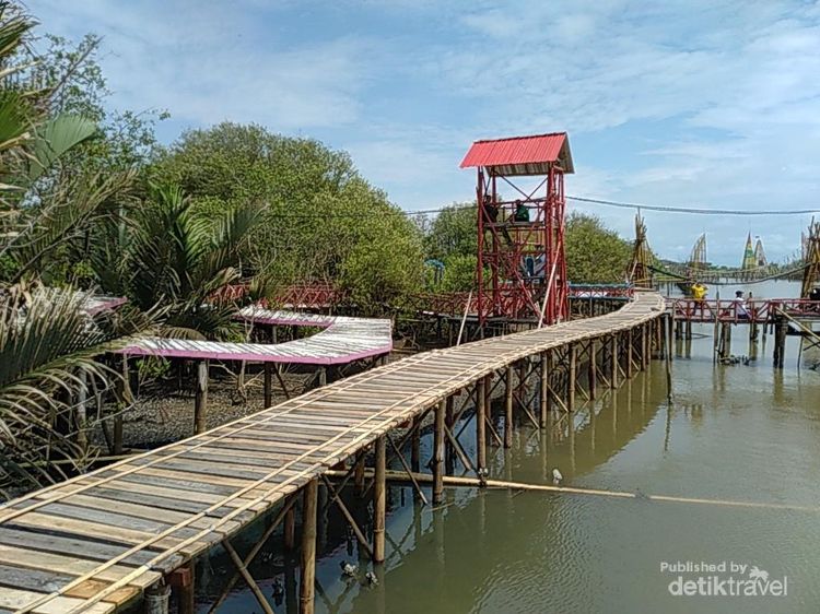 Potret Mangrove Kulon Progo, Pesona Hutan Bakau Seluas 3 Hektar Lebih