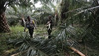 Sejak 2011 hingga hari ini, konflik manusia dengan gajah liar masih terus terjadi di Kabupaten Bener Meriah Provinsi Aceh.  