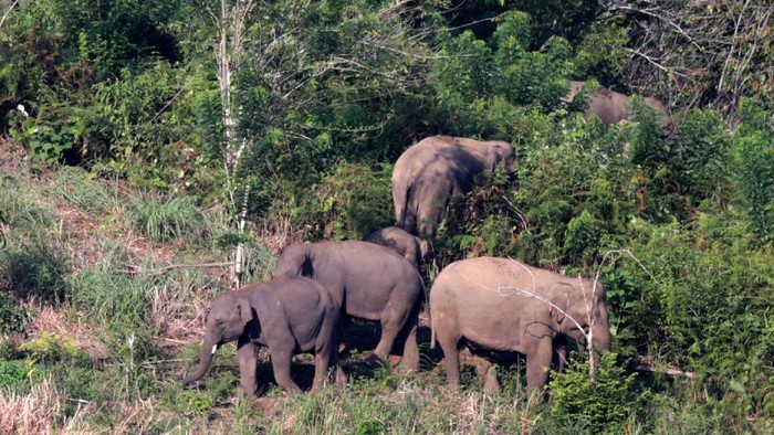MENGHINDARI KONFLIK GAJAH DAN MANUSIA Sejak 2011 hingga hari ini, konflik manusia dengan gajah liar masih terus terjadi di Kabupaten Bener Meriah Provinsi Aceh, tidak sedikit tanaman perkebunan, tempat tinggal yang dirusak oleh satwa berbelalai itu, bahkan warga membuat tanda dengan berbagai untaian kata sebagai tanda konflik satwa masih berlangsung.