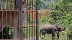 Meredam Konflik Gajah dan Manusia