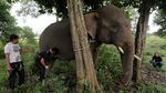 Meredam Konflik Gajah dan Manusia