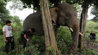 CRU DAS Peusangan dibantu Pusat Latih Gajah (PLG) Saree selalu mengerahkan empat ekor gajah terlatih untuk menggiring kawanan gajah liar yang secara rutin memesuki pemukiman penduduk setiap tahunnya.   