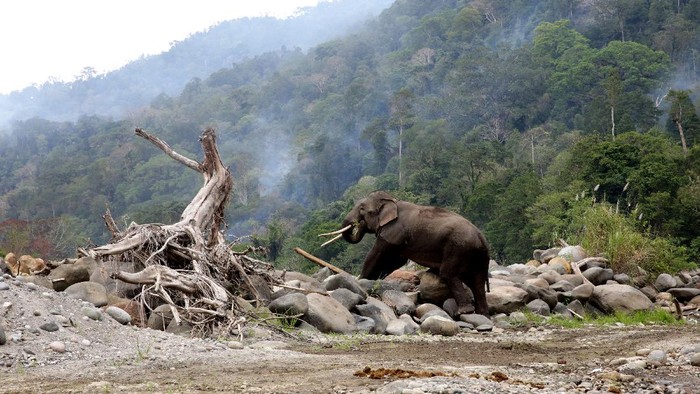 MENGHINDARI KONFLIK GAJAH DAN MANUSIA Sejak 2011 hingga hari ini, konflik manusia dengan gajah liar masih terus terjadi di Kabupaten Bener Meriah Provinsi Aceh, tidak sedikit tanaman perkebunan, tempat tinggal yang dirusak oleh satwa berbelalai itu, bahkan warga membuat tanda dengan berbagai untaian kata sebagai tanda konflik satwa masih berlangsung.