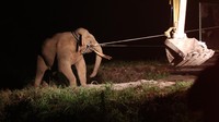 Seekor gajah liar yang ditangkap Tim Balai Konservasi Sumber Daya Alam (BKSDA) Aceh dipindahkan ke lokasi yang lain (translokasi) dengan menggunakan alat berat.  