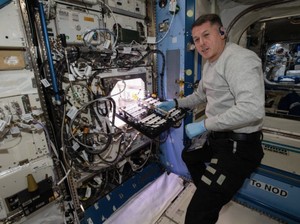 Mantap! Astronaut Cocok Tanam Cabai Rasa Luar Angkasa