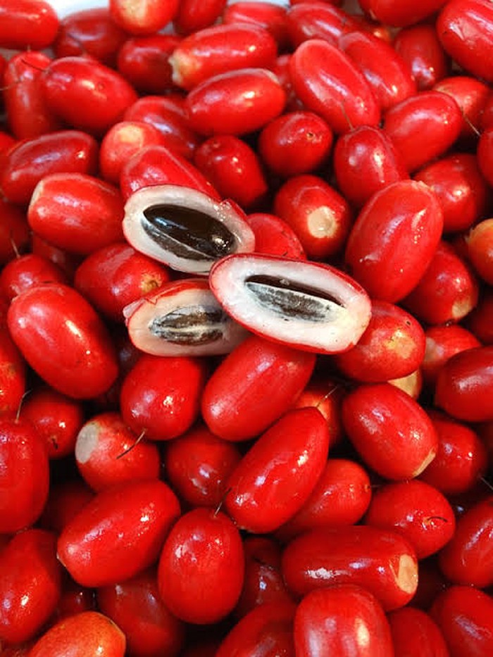 Ajaib! Buah Mungil Ini Bisa Bikin Rasa Makanan Asam Jadi Manis Ajaib! Buah Mungil Ini Bisa Bikin Rasa Makanan Asam Jadi Manis