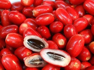 Ajaib! Buah Mungil Ini Bisa Bikin Rasa Makanan Asam Jadi Manis