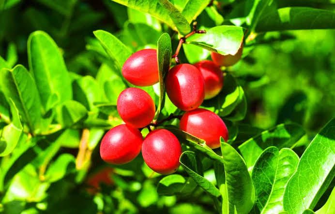 Ajaib! Buah Mungil Ini Bisa Bikin Rasa Makanan Asam Jadi Manis