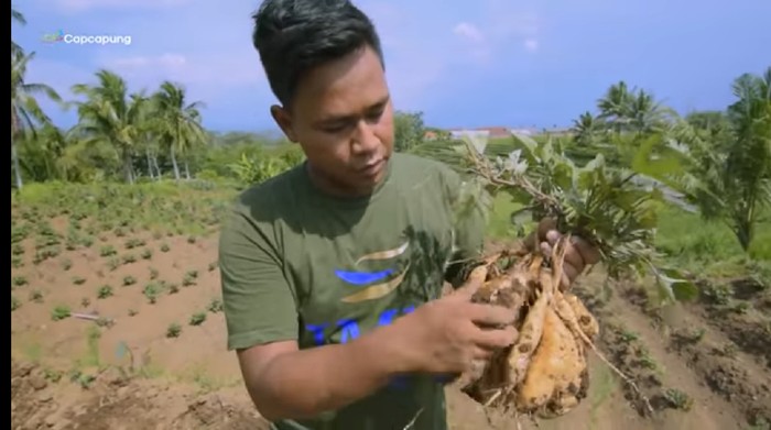 Dipecat Saat Pandemi Corona, Pria Ini Sukses Jadi Eksportir Ubi Madu