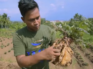 Dipecat Saat Pandemi Corona, Pria Ini Sukses Jadi Eksportir Ubi Madu