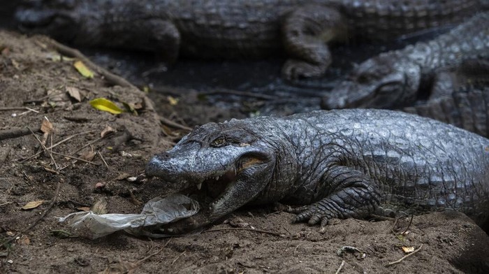 Menjaga Kelestarian Caiman di Laguna Marapendi Brasil Laguna Marapendi jadi rumah bagi ribuan caiman, reptil yang memiliki bentuk serupa buaya. Populasi caiman pun dipantau ketat ilmuwan guna cegah kepunahan.